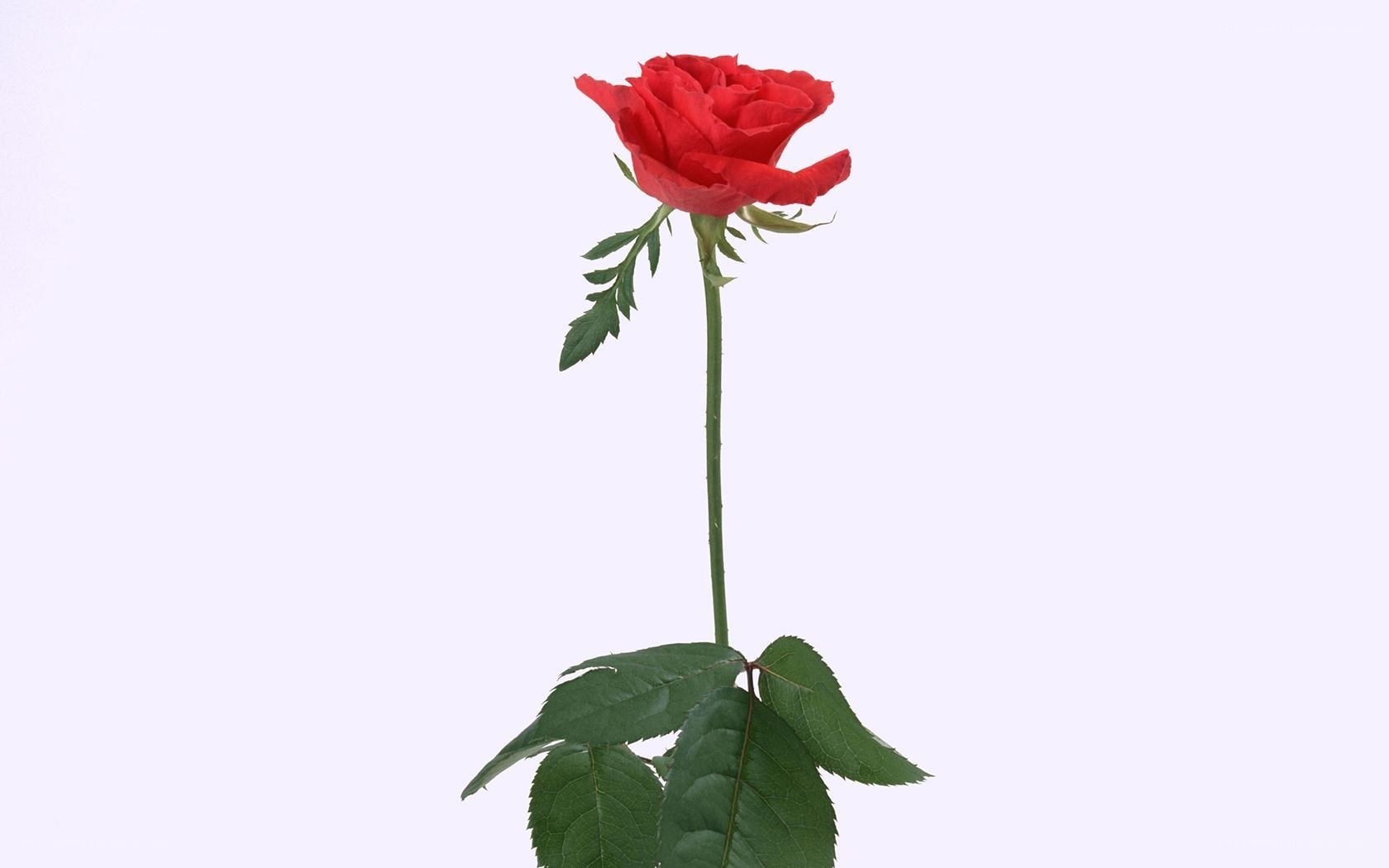 Red rose on white background