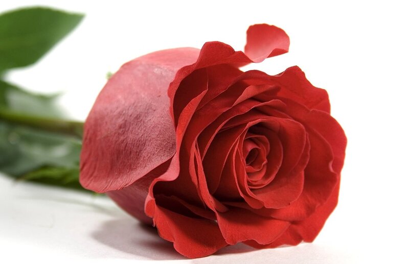 Red Rose on White — Calm, Photograph, Green Leaf