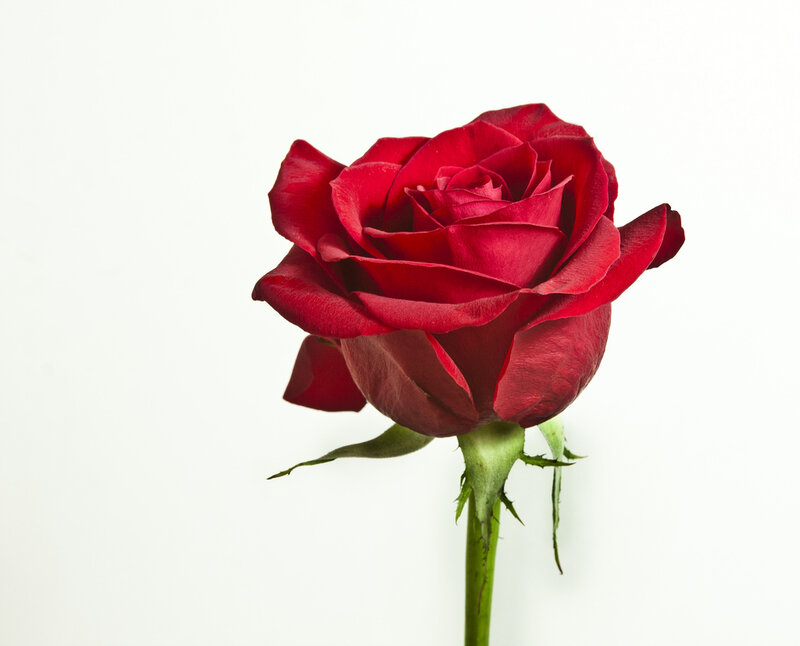 Red Rose on White — Calm, Photograph, Stem, Leaf