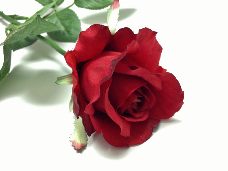 Red Rose on White — Calm, Photograph, Stem, Leaves