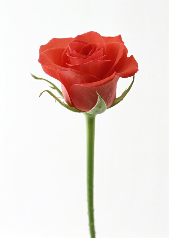 Red Rose on White — Calm, Photograph, Stem, Petals