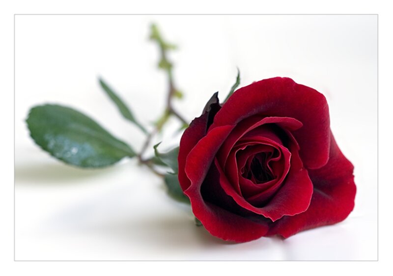 Red Rose on White — Calm, Photograph, Stem