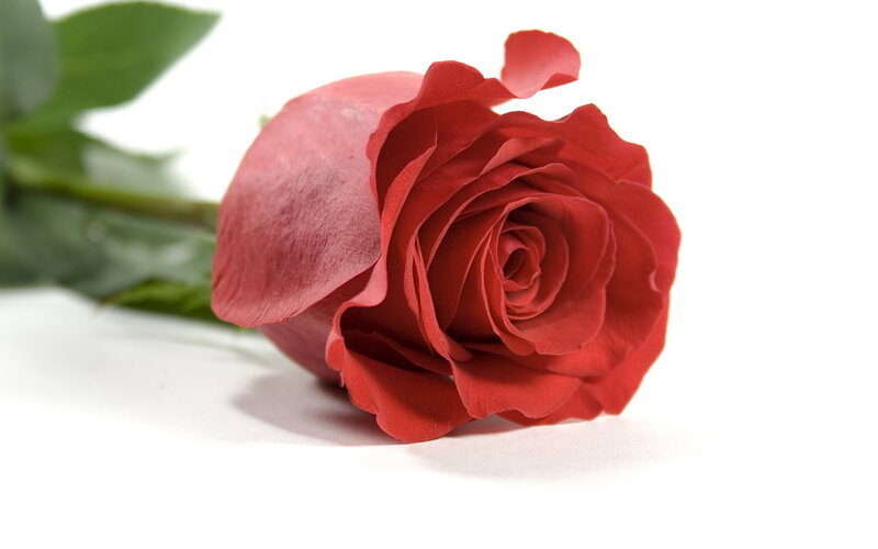 Red Rose on White — Calm, Photograph