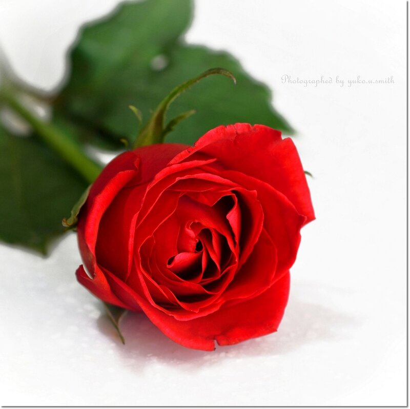 Red Rose on White — Calm