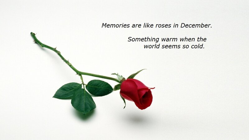Red Rose on White — Calm, Winter
