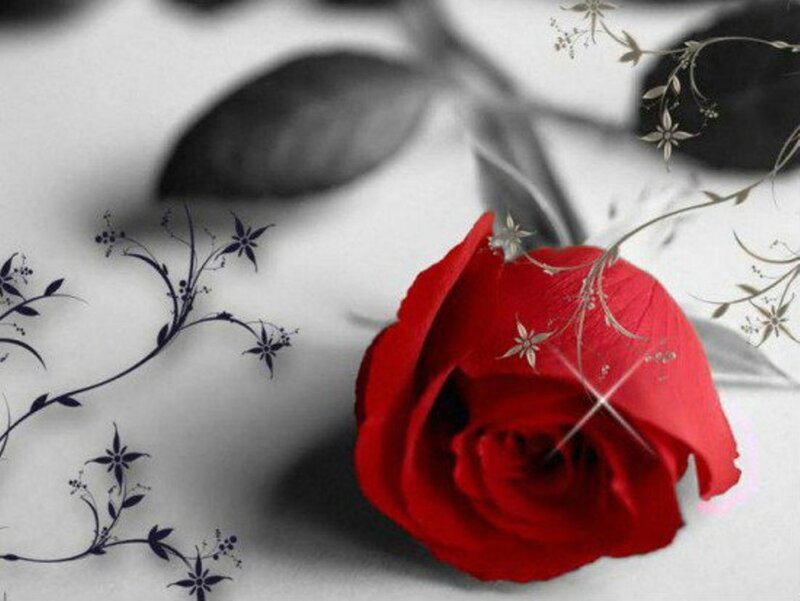 Red Rose on White — Dramatic