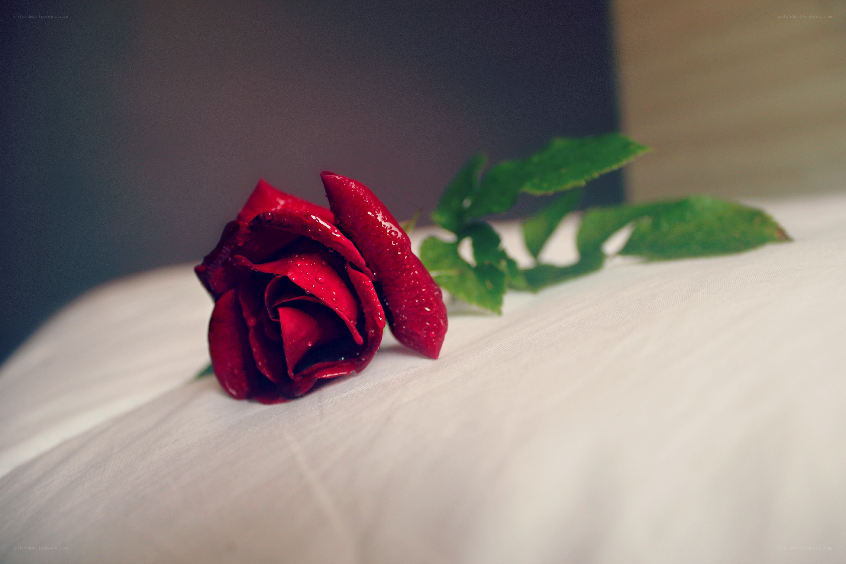 Red rose on white fabric