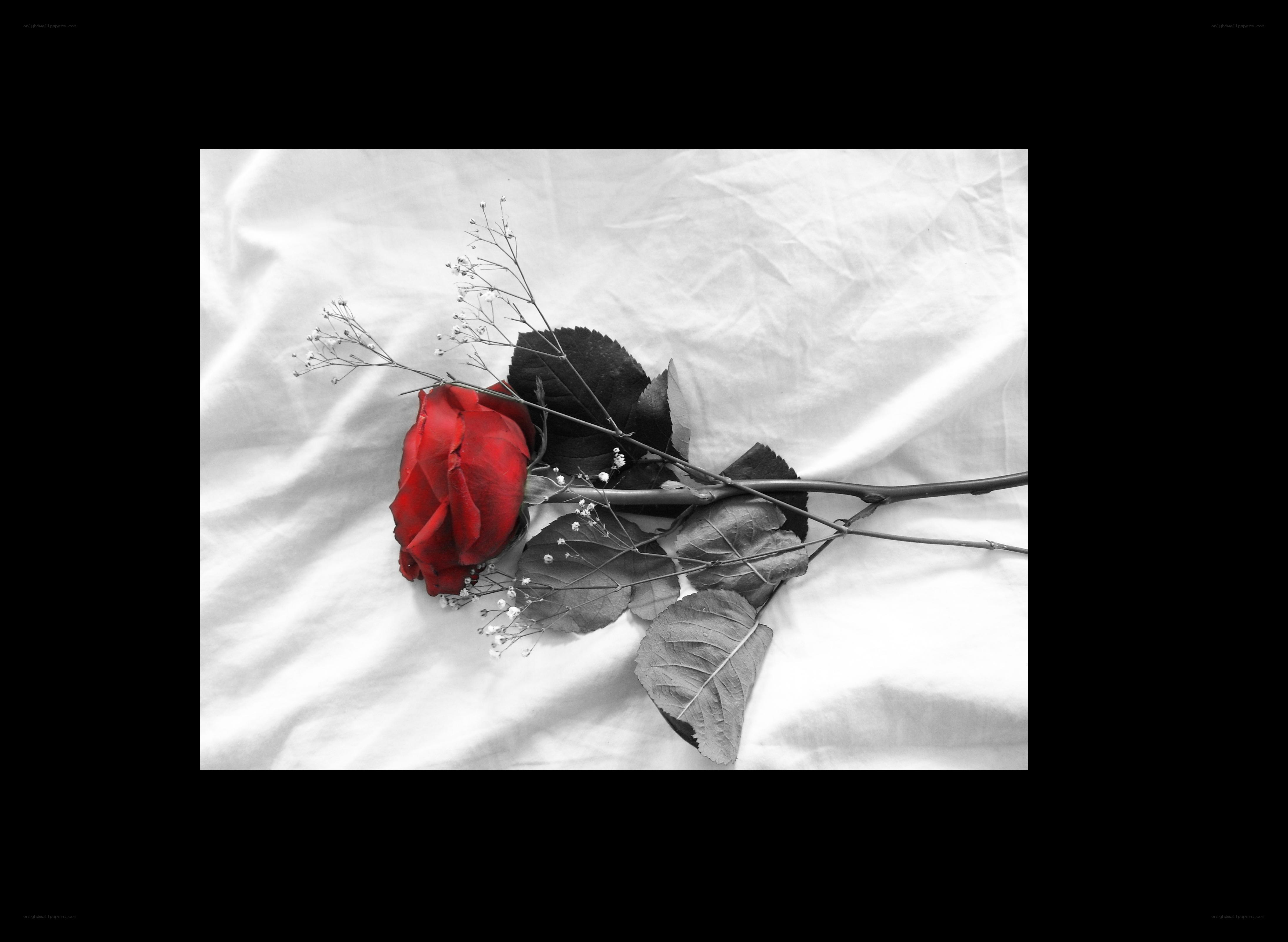 red rose on white fabric