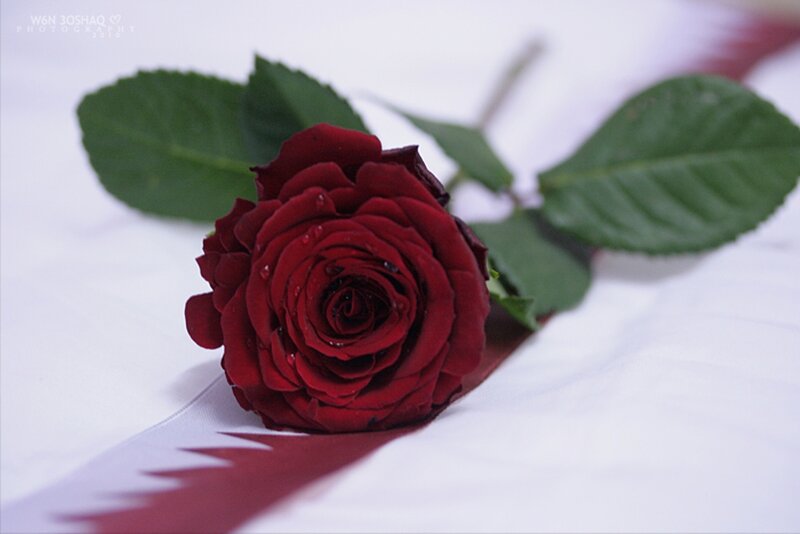 Red Rose on White Fabric — Calm