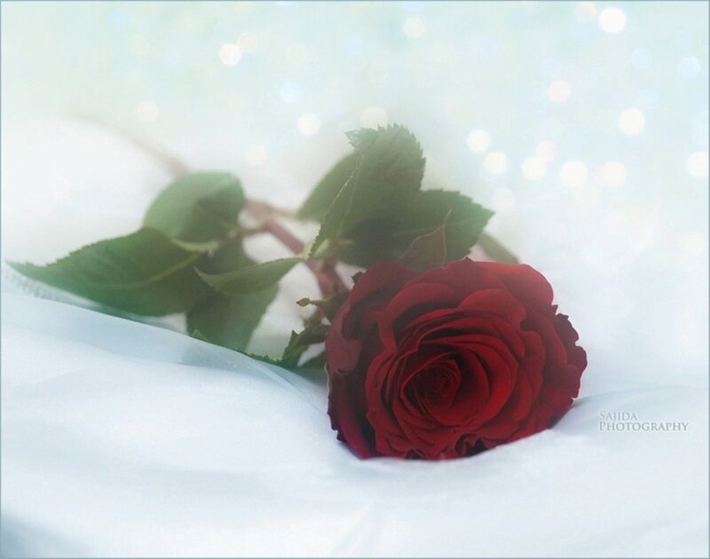 Red Rose on White Fabric — Serene, Photograph, Green Leaves