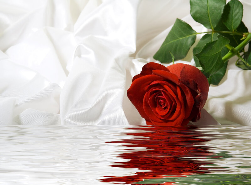 Red Rose on White Fabric — Serene, Photograph