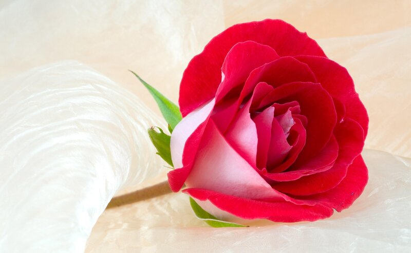 Red rose on white fabric