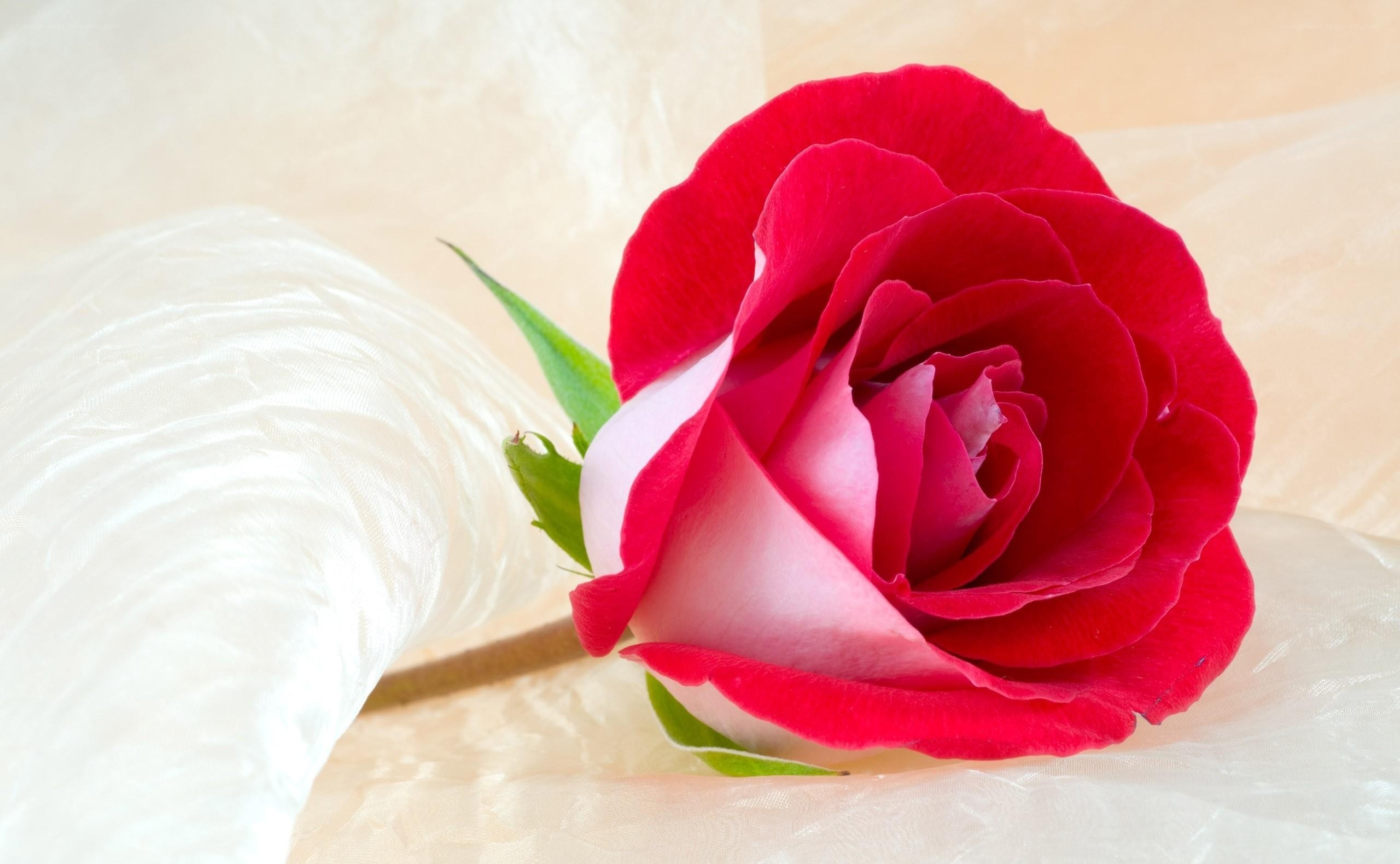 Red rose on white fabric