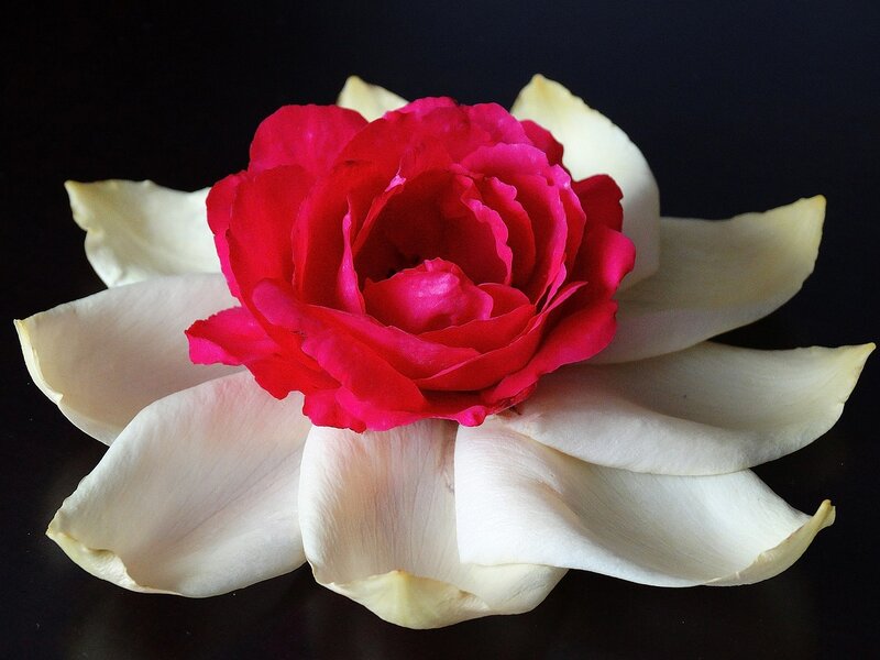 Red Rose on White Petals