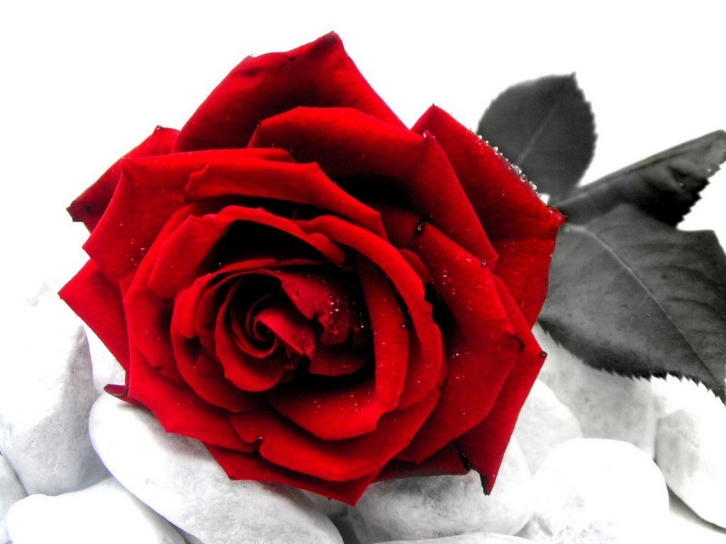 red rose on white stones
