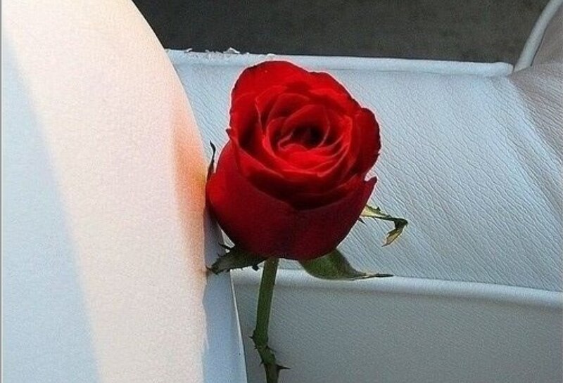 Red rose on white surface
