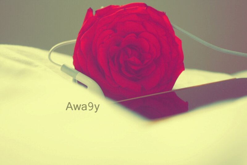 Red Rose on White Surface — Calm, Photograph, Earbuds