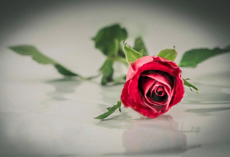 Red Rose on White Surface — Calm, Photograph, Green Leaves, Reflection