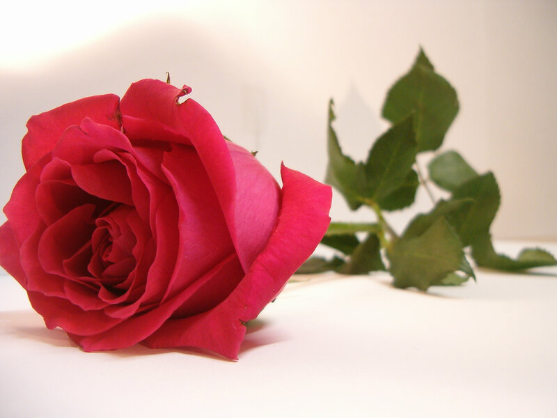 Red Rose on White Surface — Calm, Photograph, Green Leaves, Stem