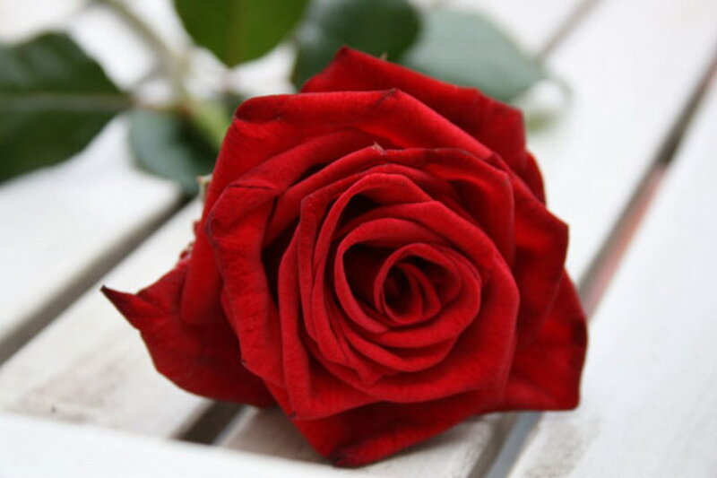 Red Rose on White Surface — Calm, Photograph, Green Leaves