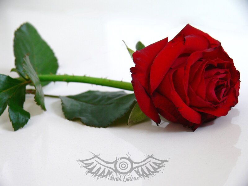 Red Rose on White Surface — Calm, Photograph, Stem, Leaves