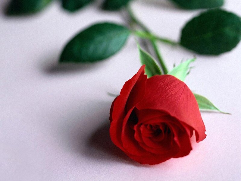 Red Rose on White Surface — Calm, Photograph, Stem