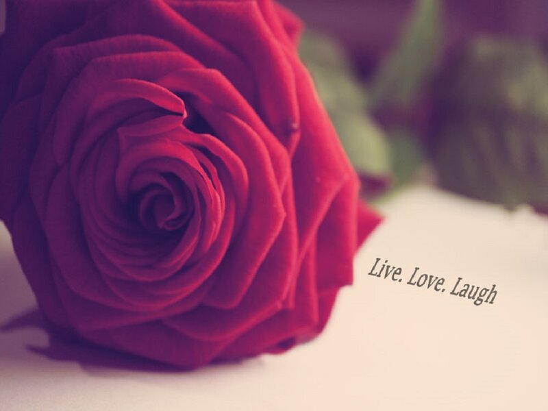 Red Rose on White Surface — Calm, Photograph, Text