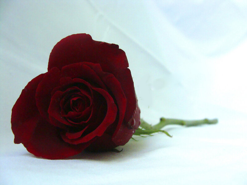 Red Rose on White Surface — Calm, Photograph