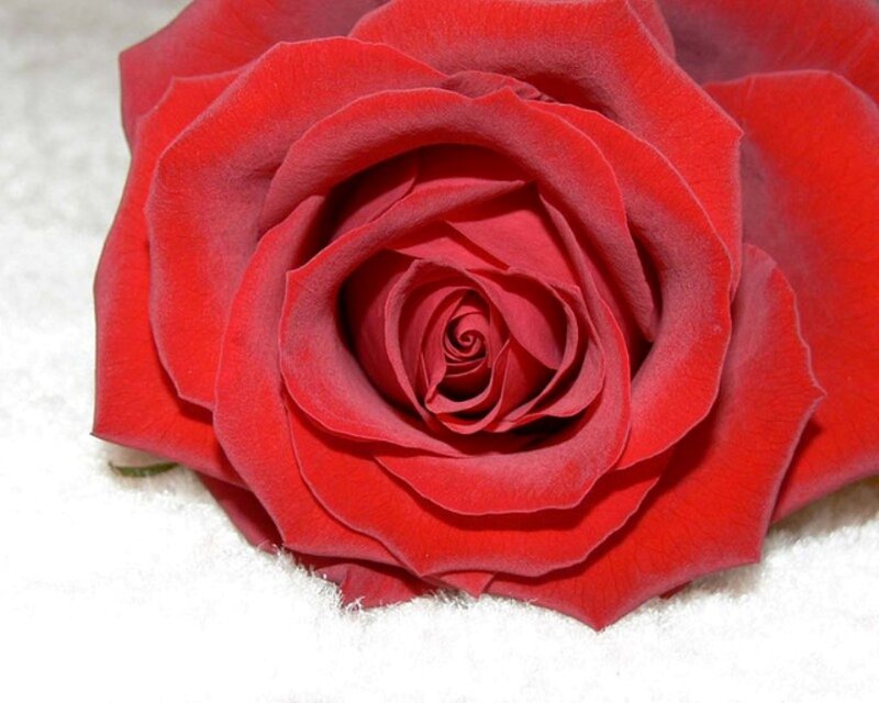 Red Rose on White Surface — Calm, Photograph, White Surface
