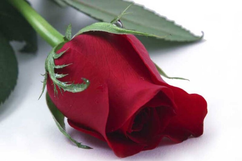 Red Rose on White Surface — Calm
