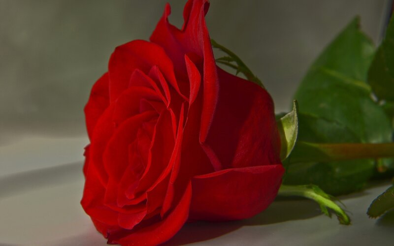 Red Rose on White Surface — Dramatic, Photograph, Green Leaves, Stem