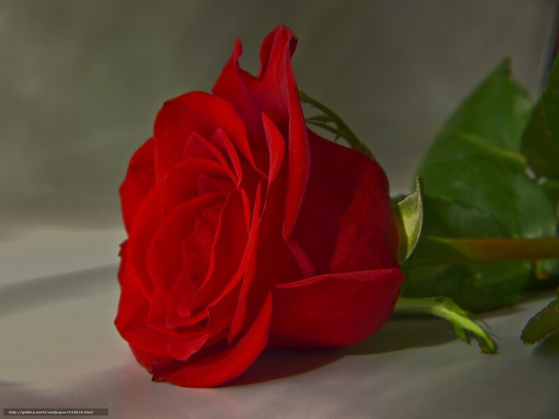 Red Rose on White Surface — Dramatic, Photograph, Green Leaves