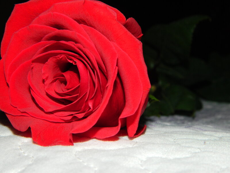 Red Rose on White Surface — Dramatic