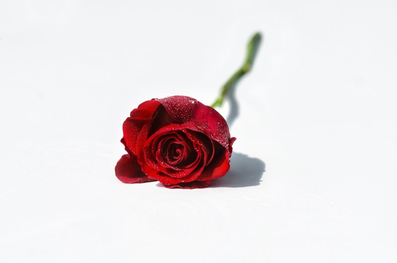 Red Rose on White Surface — Serene, Afternoon