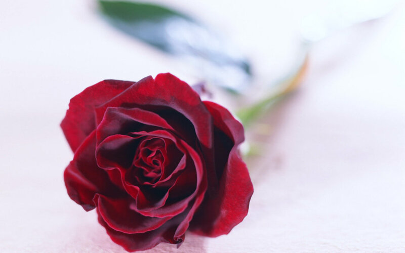 Red Rose on White Surface — Serene, Photograph, Leaf