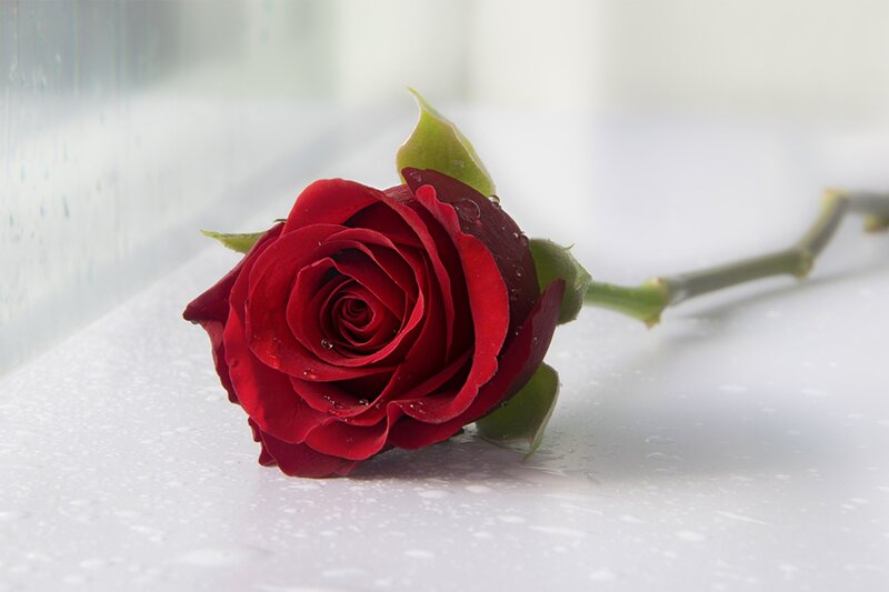 Red Rose on White Surface — Serene, Photograph, Stem