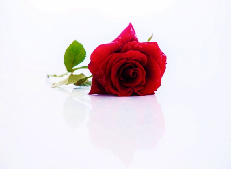 Red Rose on White Surface — Serene, Photograph