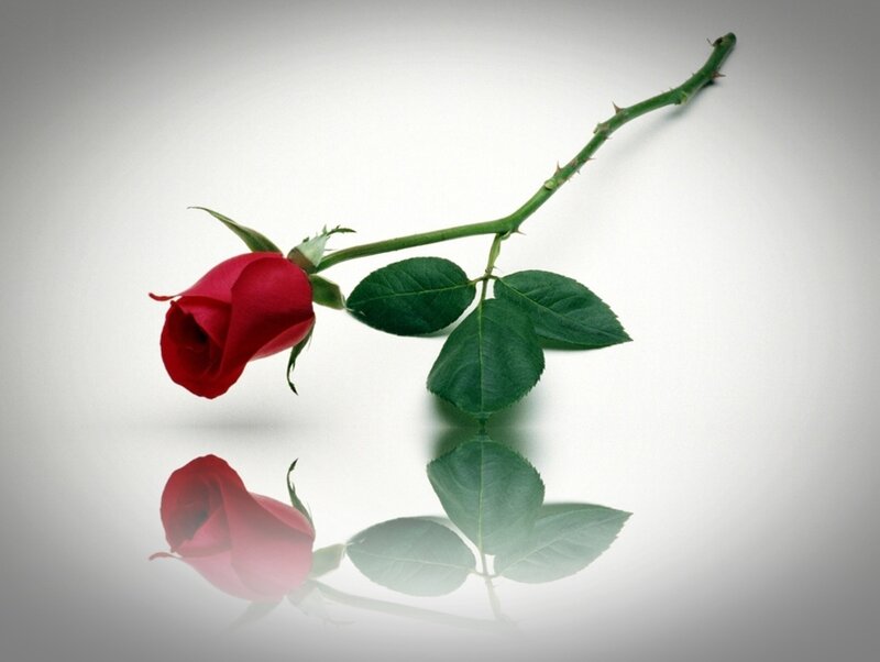 Red Rose on White Surface — Serene