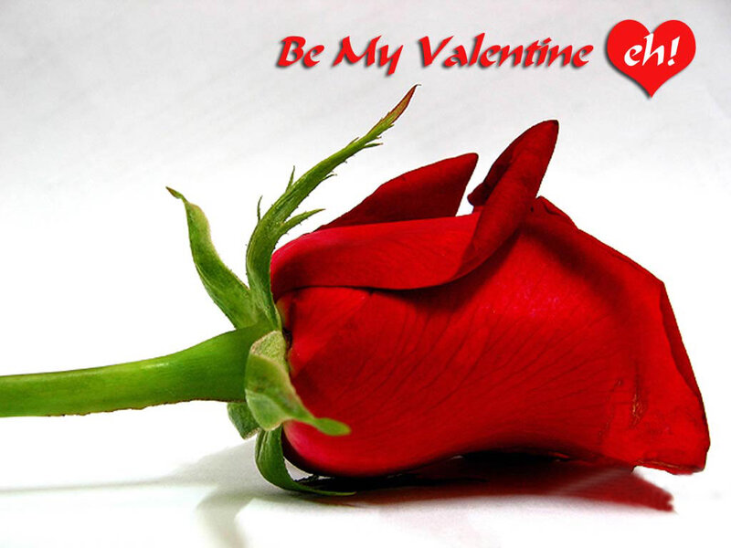 Red Rose on White