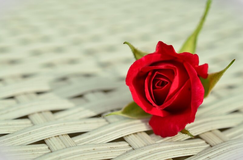 Red Rose on Wicker