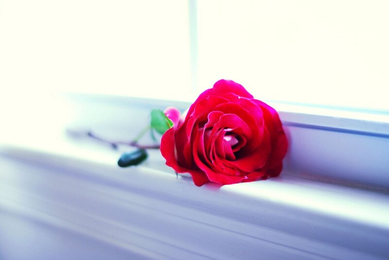 Red Rose on Windowsill — Serene