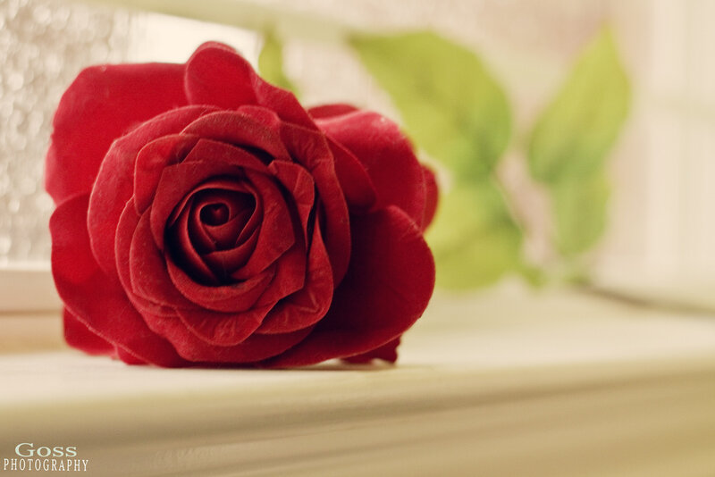 Red Rose on Windowsill