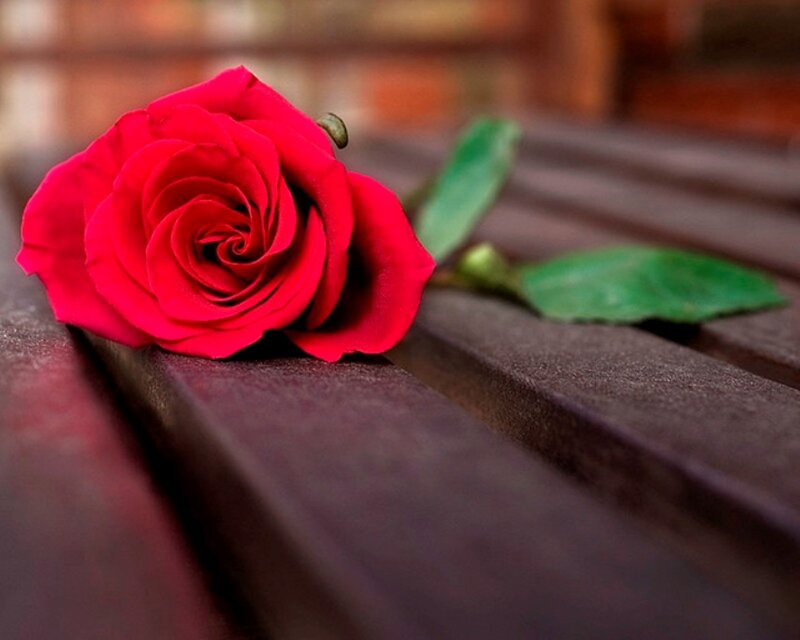 Red Rose on Wood — Calm, Photograph, Green Leaf