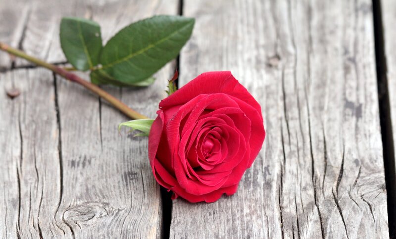 Red Rose on Wood — Calm, Photograph, Leaf