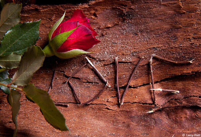Red Rose on Wood — Calm, Photograph, Leaves, Sticks
