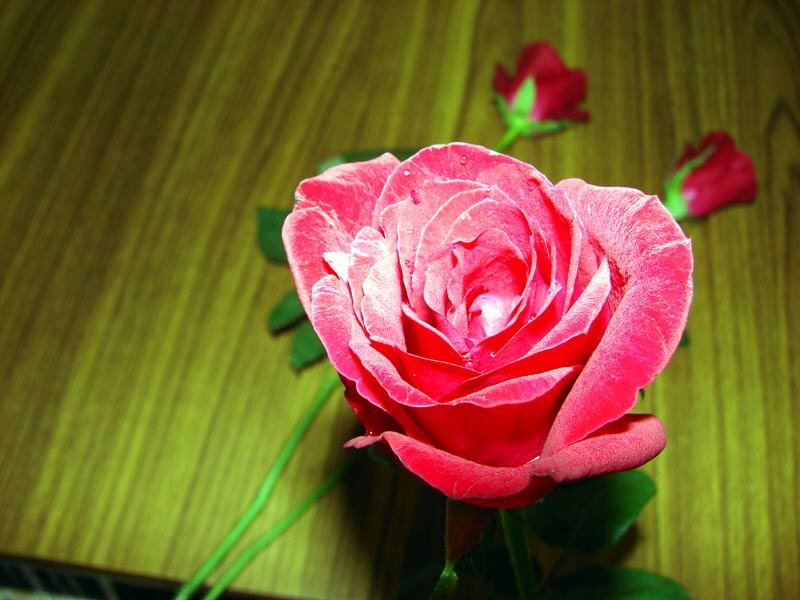 Red Rose on Wood — Calm, Photograph