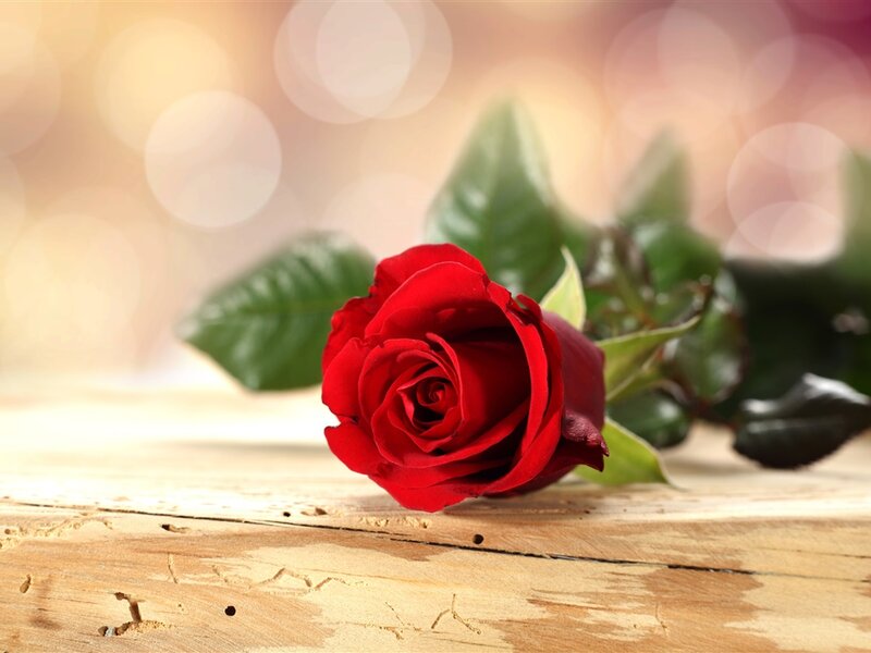 Red Rose on Wood — Calm, Photograph, Wood Surface, Leaves