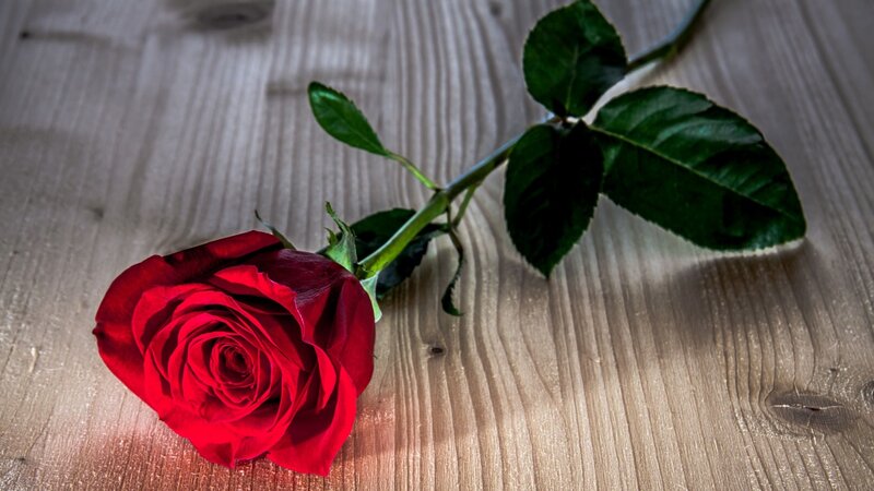 Red Rose on Wood — Calm, Photograph, Wood Surface, Stem, Leaves