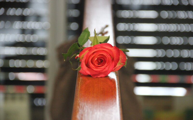 Red Rose on Wood — Calm, Photograph, Wooden Rail