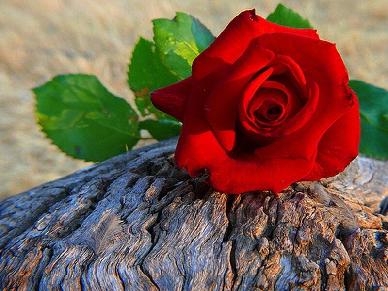 Red Rose on Wood — Calm